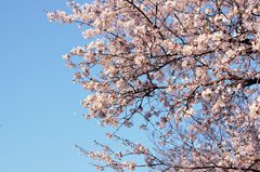 空をバックに咲く桜