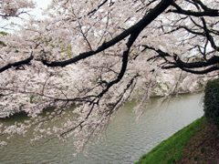 千鳥ヶ淵の桜