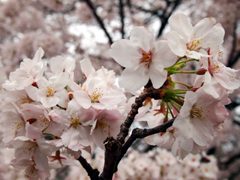 千鳥ヶ淵の見ごろの桜