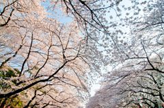 上野公園の桜トンネル