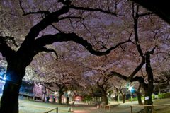 夜桜