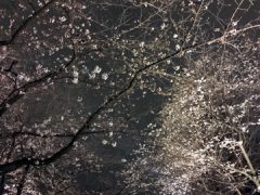 街コン婚活パーティー報告【浅草】4/1（土）夜のお花見散歩コン／夜桜夜景観賞ウォーキング01