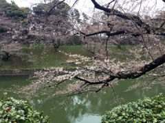 街コン婚活パーティー報告【千鳥ヶ淵・皇居】4/1（土）『カフェ×散歩コン』桜の名所をお花見ウォーキング01