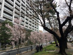 街コン婚活パーティー報告【千鳥ヶ淵・皇居】4/1（土）『カフェ×散歩コン』桜の名所をお花見ウォーキング05