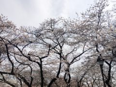 街コン婚活パーティー【上野公園】4/2（日）『カフェ×散歩コン／』お花見＆人気裏スポット巡り04