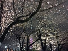 2018年隅田公園の夜桜その1
