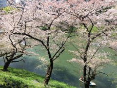 2018年3月の千鳥ヶ淵皇居のサクラ